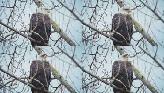 站在树枝上的海鹰高清在线视频素材下载