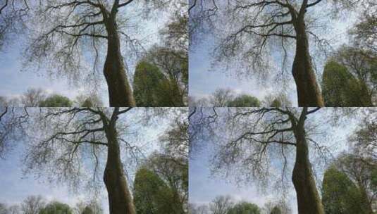 公园的参天大树高清在线视频素材下载