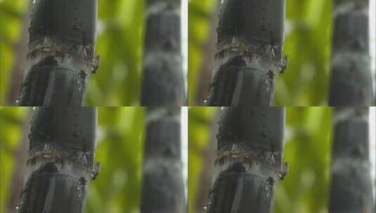 意境春雨竹子滴水滴高清在线视频素材下载