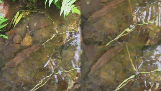 水黾水蚊子高清在线视频素材下载