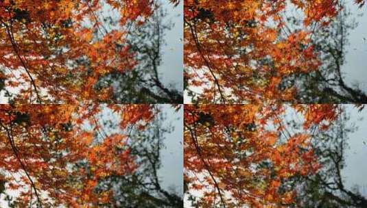 亭林公园水边阳光下的枫叶随风摇摆高清在线视频素材下载