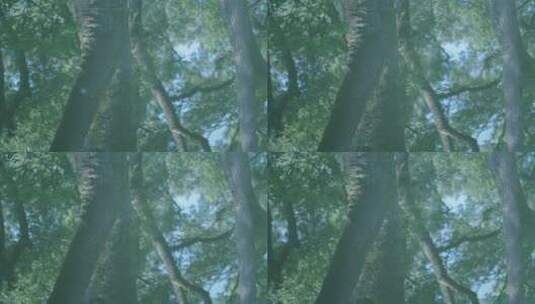倒影森林4K 园林建筑庭院 清新唯美意境高清在线视频素材下载