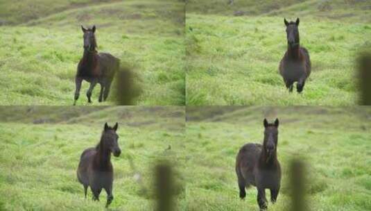 黑色的骏马在草原上奔跑高清在线视频素材下载