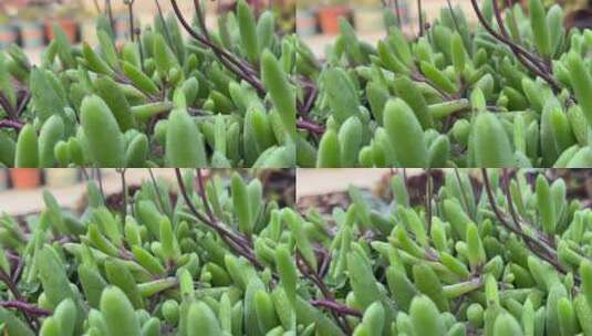紫玄月多肉植物高清在线视频素材下载
