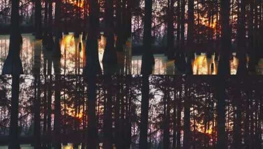 冬天武汉涨渡湖湿地红色杉树高清在线视频素材下载