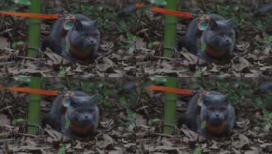 4K竹林中嬉戏玩耍的可爱蓝猫猫咪高清在线视频素材下载