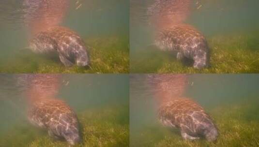 水里的海牛高清在线视频素材下载