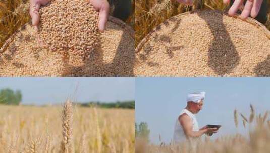 小麦面粉高清在线视频素材下载