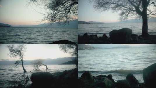 湖边海边树影高清在线视频素材下载