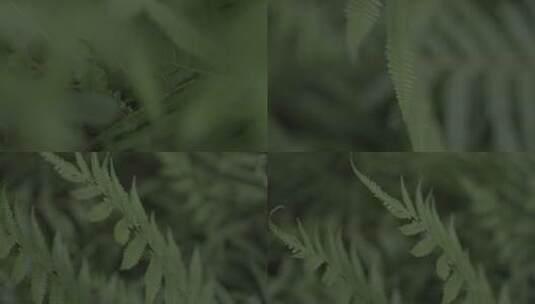 蕨类植物高清在线视频素材下载