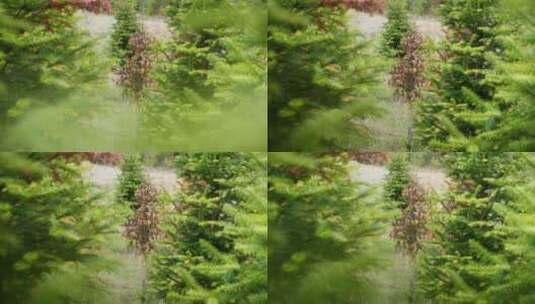 杉木树林高清在线视频素材下载