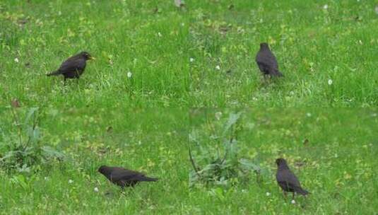 春天公园绿色草坪上觅食的小鸟高清在线视频素材下载