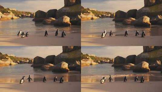 企鹅 企鹅沙滩 小企鹅 生态高清在线视频素材下载