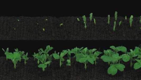 植物种植从土里生长延时高清在线视频素材下载