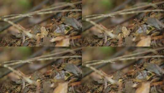 森林中的小青蛙高清在线视频素材下载