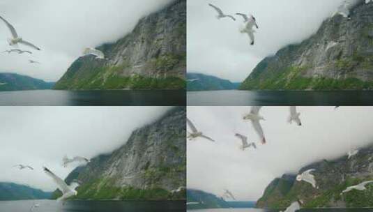 4K海鸥飞翔合集高清在线视频素材下载