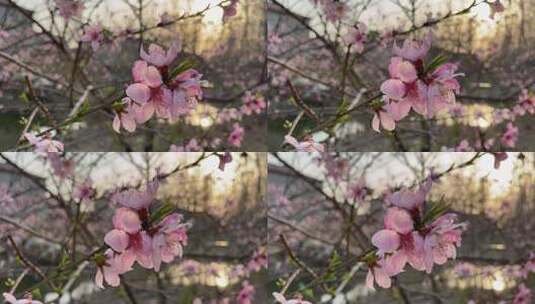 黄昏时分的桃花特写高清在线视频素材下载