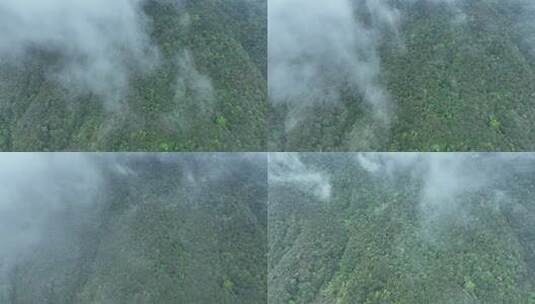 雨天森林航拍云雾缭绕森林树林大自然风景高清在线视频素材下载