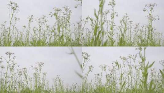 小清新鲜花阳光和雏菊高清在线视频素材下载