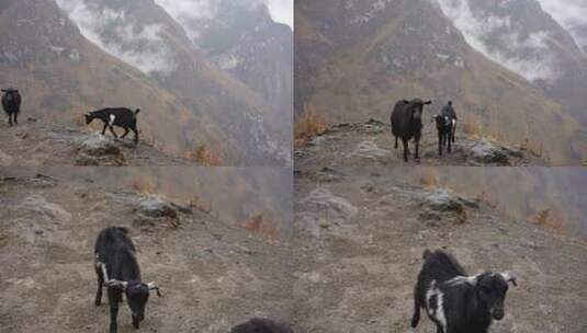 山羊悬崖高山云南四川香格里拉丽江大凉山高清在线视频素材下载