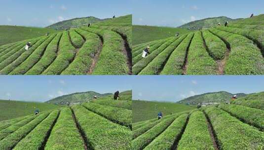 茶农在茶厂茶园采茶高清在线视频素材下载