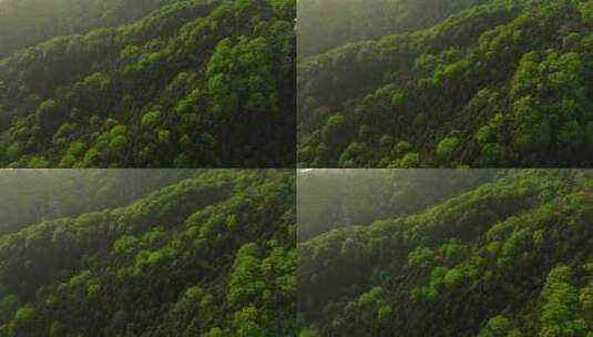 清晨的森林阳光照耀高清在线视频素材下载