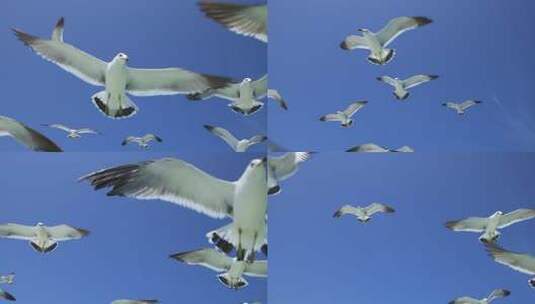山东威海海驴岛上空飞翔的海鸥高清在线视频素材下载