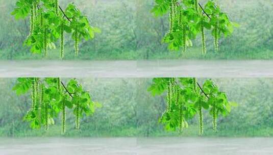 春天下雨唯美清新柳树空镜高清在线视频素材下载
