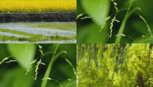 春天夏天植物绿油油实拍空镜头高清在线视频素材下载