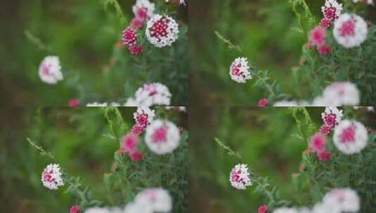 草原野花特写高清在线视频素材下载