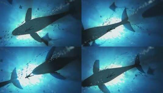 海底 鲨鱼高清在线视频素材下载