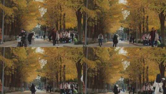 秋天的四川大学校园银杏林金黄色的树叶人群高清在线视频素材下载