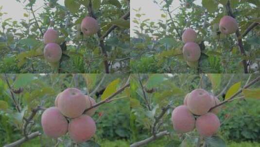 乡村振兴云南农村小苹果种植高清在线视频素材下载