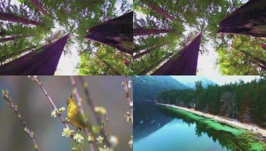 森林植被绿树青山自然风景旅游 (9)高清在线视频素材下载
