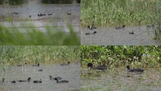 拉鲁湿地野鸭4K实拍视频高清在线视频素材下载