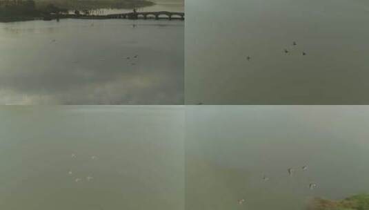 航拍武汉东湖磨山傍晚湖水飞鸟飞翔高清在线视频素材下载