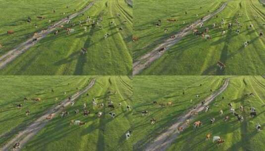 草原上吃草的牛群高清在线视频素材下载