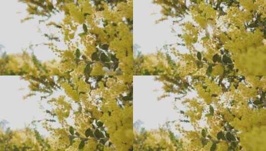 秋天的树叶黄灿灿的高清在线视频素材下载