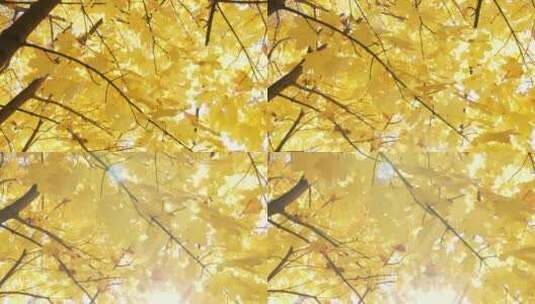 秋日金色枫叶高清在线视频素材下载