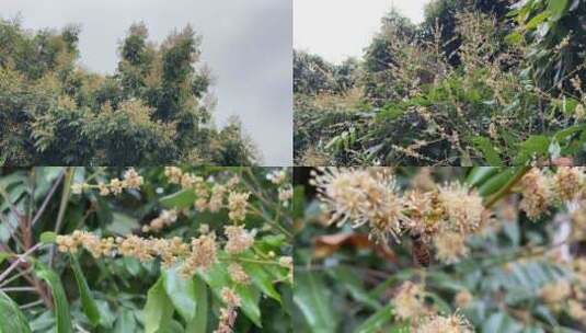 芒果树龙眼树荔枝树芒果花龙眼花荔枝花高清在线视频素材下载