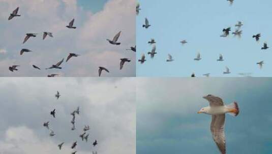 【合集】鸟类 鸟 各种品种的鸟高清在线视频素材下载