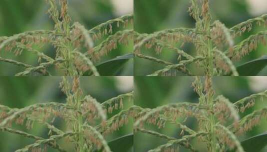 农作物玉米开花特写高清在线视频素材下载