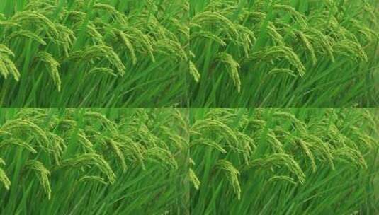 农村稻田水稻稻穗特写镜头绿色治愈高清在线视频素材下载