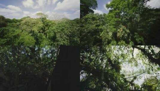森林 树杆高清在线视频素材下载