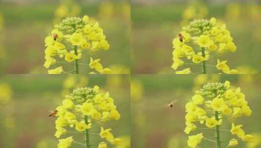 春天油菜花田里的蜜蜂采蜜飞舞高清在线视频素材下载