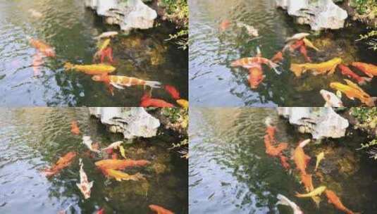 锦鲤在清澈的池塘游泳8k实拍高清在线视频素材下载