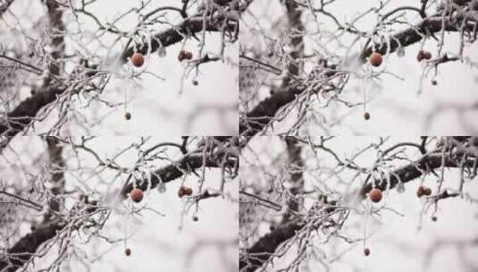 冬天积雪覆盖的苹果树上挂着的萎缩小苹果高清在线视频素材下载
