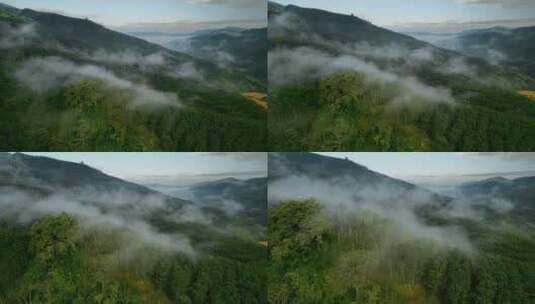 云南普洱山区云雾笼罩万亩橡胶林高清在线视频素材下载