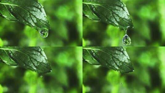 树叶 水滴 叶 水 大自然 雨水高清在线视频素材下载