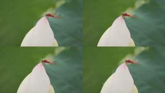 夏天荷花上的红蝴蝶微距特写高清在线视频素材下载